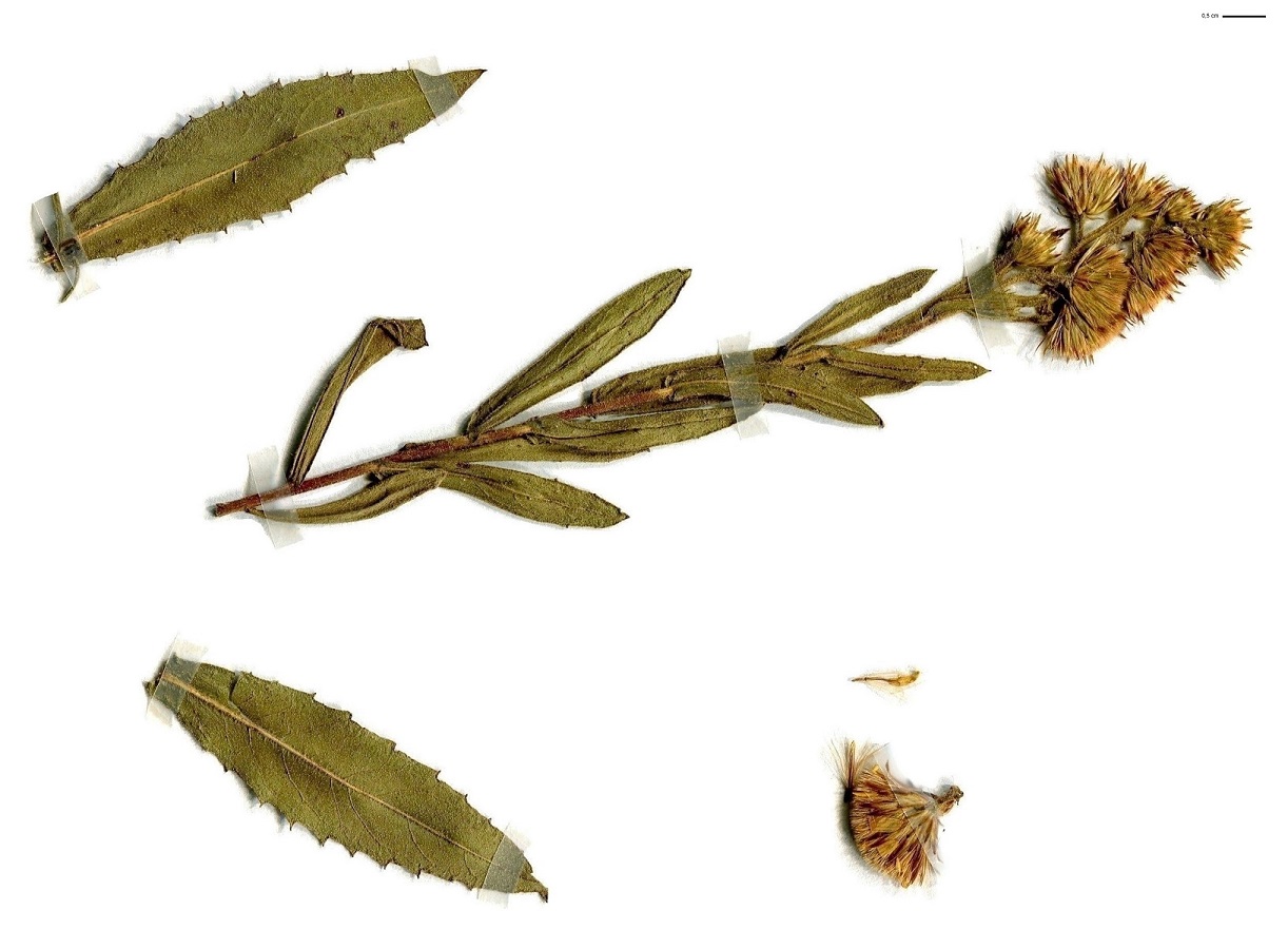 Dittrichia viscosa subsp. viscosa (Asteraceae)